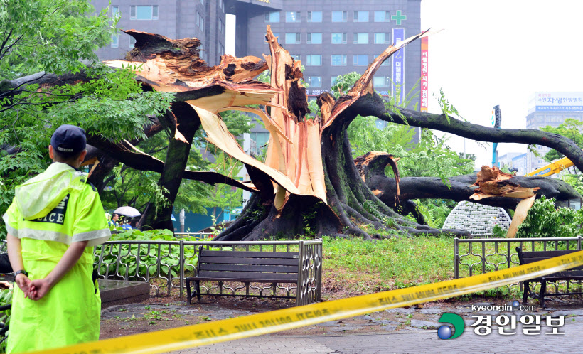 [경인포토]비바람에 쓰러진 530살 영통 느티나무 보호수