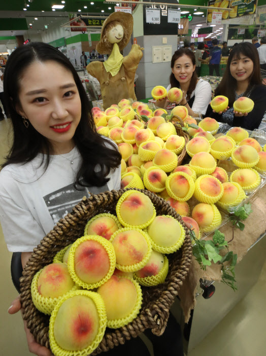 제철 과일 복숭아 출하