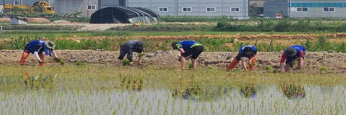 시흥 매화동모내기 일손돕기