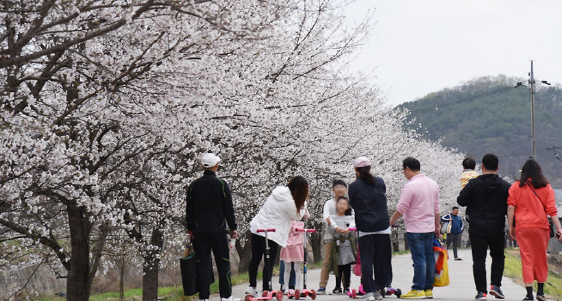파주형 마을 살리기 프로젝트, 파평면 편-벚꽃축제 (2)