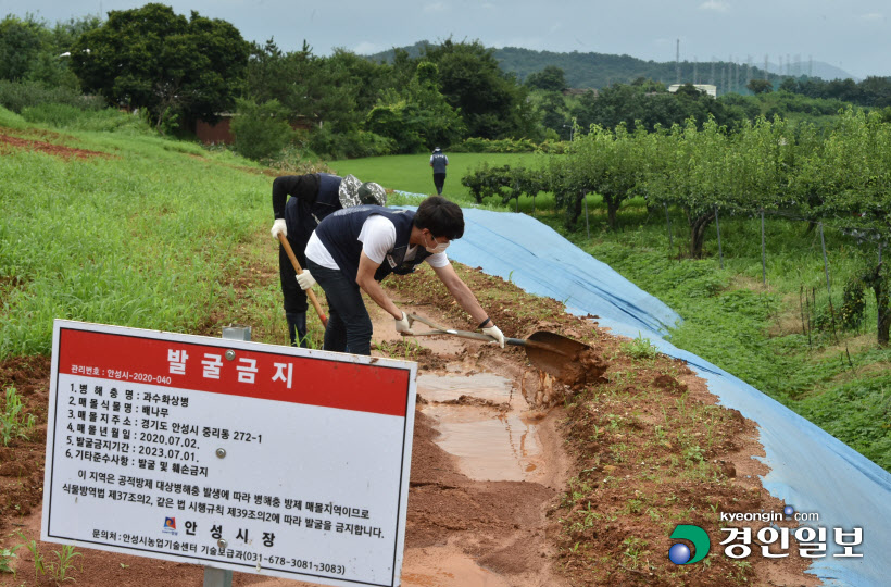 [경인포토]장마철 안성 과수화상병 매몰지 검검