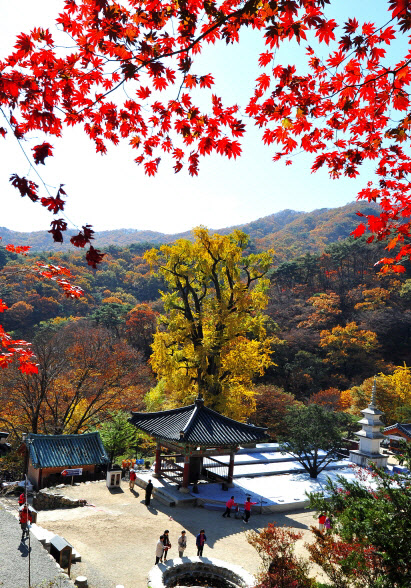 용문산 가을