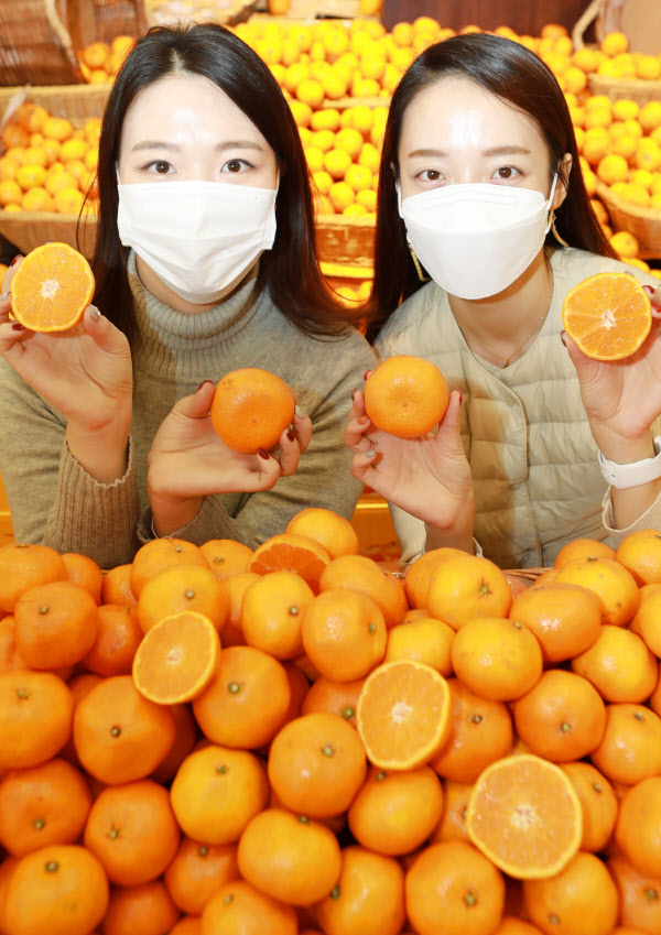 롯데마트, '타이벡 재배로 자란 고당도 감귤' 맛보세요