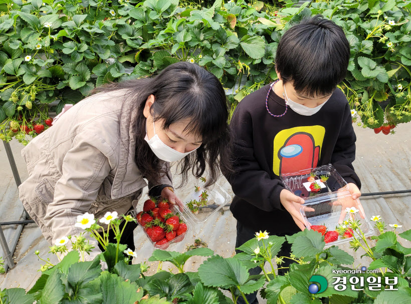남양주 농장체험 딸기