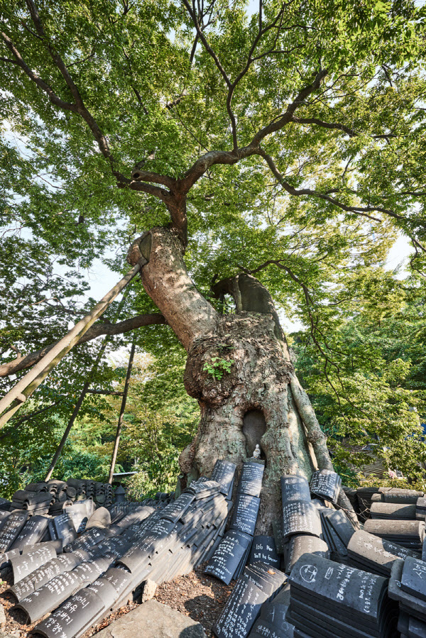 용궁사 느티나무