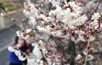 꽃바람 타고 찾아오는 3월의 봄축제들