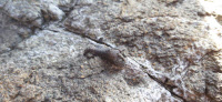 안산대부도 탄도항해변, '공룡뼈 화석' 추가 발견