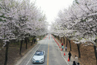 상춘객 사로잡는 색다른 꽃놀이 '여주 흥천 남한강 벚꽃축제' 4월7일 개막
