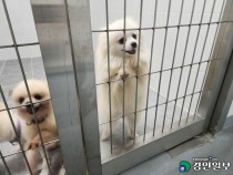 [영상] '반려마루' 아픔 겪은 강아지들 이곳에서 행복 그린다