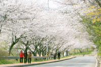 [新팔도핫플레이스] 물길따라 걷기 좋은 '나주 경현동 벚꽃길'… 벗이 보고 싶네요, 꽃이 피었으니까요