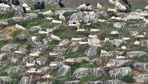 “저어새 멸종위기 등급 하향은 시기상조” 인천 환경단체 목소리